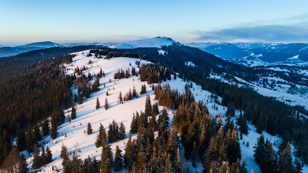 Aerial view of mesmerizing picturesque landscape of slender tall fir trees growing on snowy hills