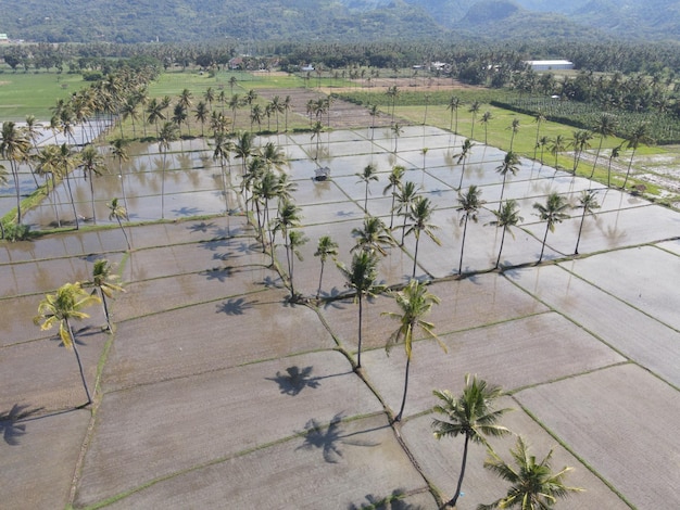 Aerial view of morning in rice field Bali in traditional village