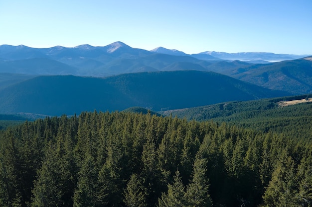 Aerial view of mountain hills covered with dense green pine woods on bright day