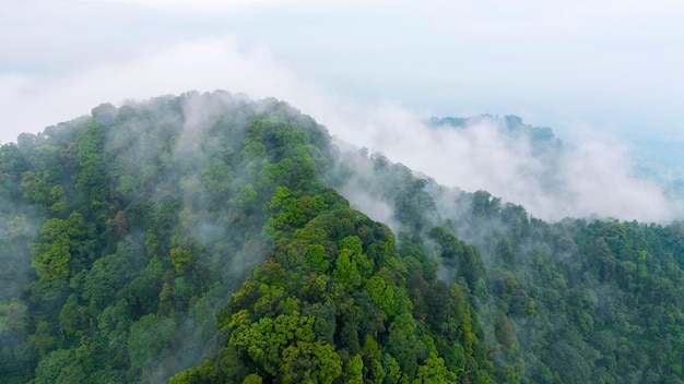 Aerial view of mountain peak with green trees in fog