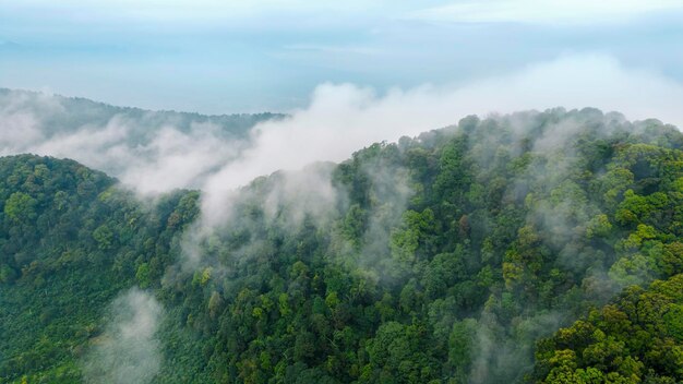 Aerial view of mountain peak with green trees in fog