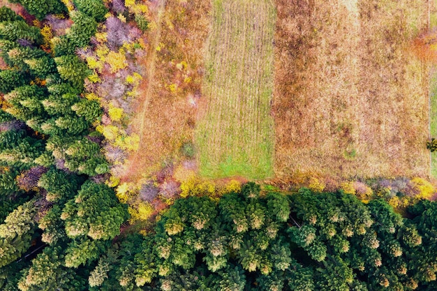 Aerial view of mountain pine forest with bare deforestation area of cut down trees.