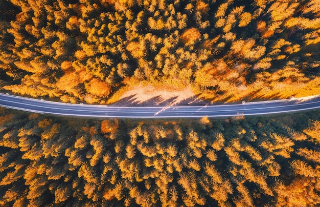 Aerial view of mountain road in beautiful forest at sunset in autumn. Top view from drone of asphalt road in woods. Colorful landscape with roadway, trees with orange leaves in fall. Travel and nature