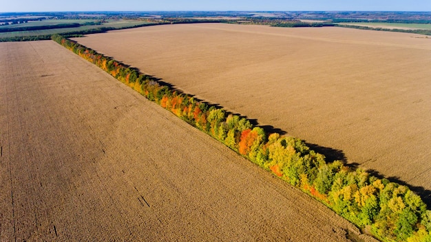 Aerial view of multicolored autumn trees share plowed fields