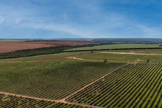 Aerial view of orange plantation in sunny day with few clouds