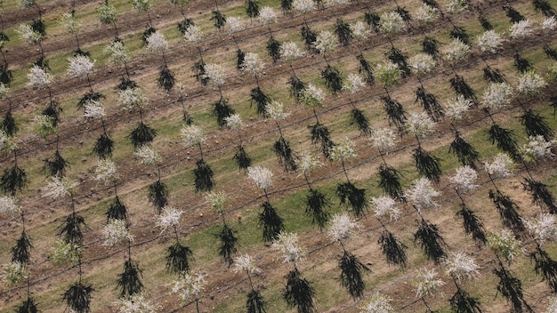 An aerial view of an orchard with white blossoms.