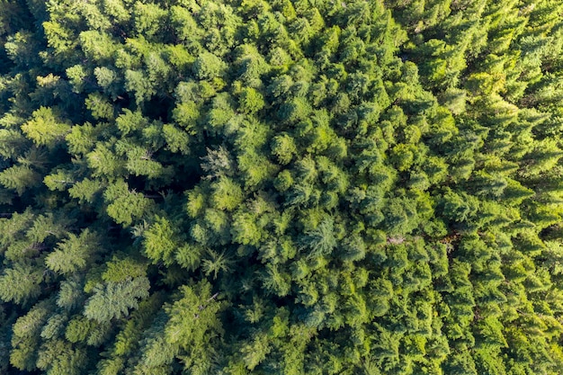 Aerial view of a pine forest in Canada