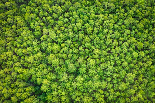 Aerial view of a pine tree plantation pattern