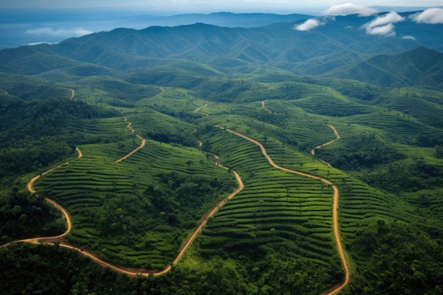 Aerial view of reforestation efforts