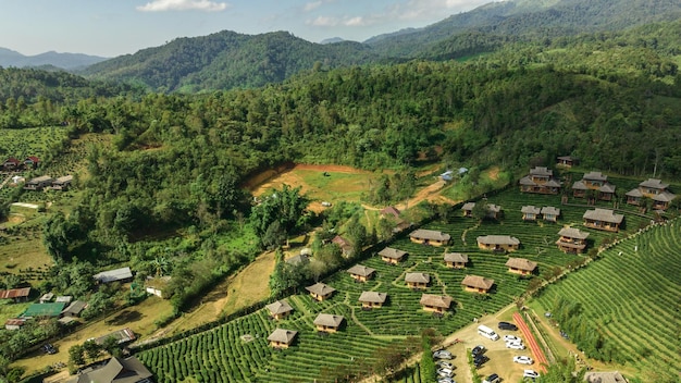 Aerial view resort in green tea plantation on the hill at Ban Rak Thai village chinese style