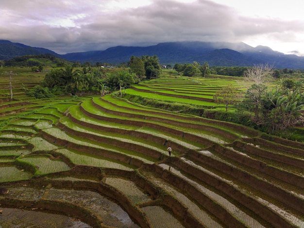 Aerial view of rice field terraces under Barisan Mountain at sunrise