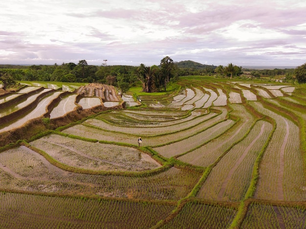 Aerial view of rice field terraces under Barisan Mountain at sunrise