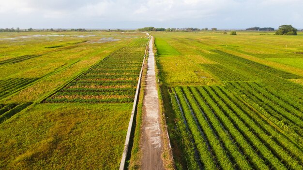 Aerial view of rice fields with a cast road in the middle