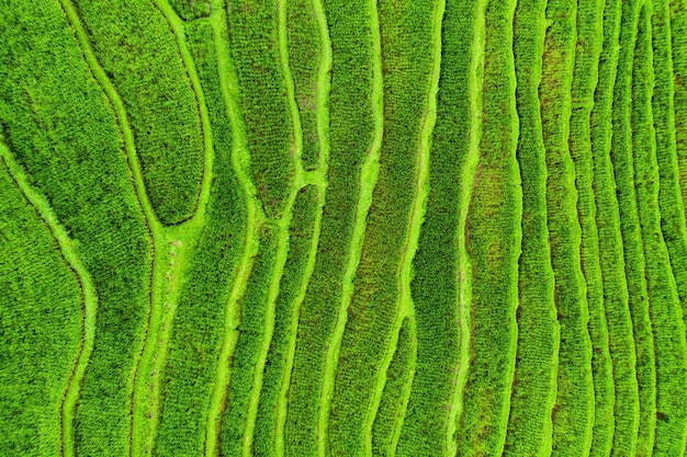 Aerial view of rice terraces Landscape from drone Agricultural landscape from the air Rice terraces in the summer UNESCO World Heritage Jatiluwih rise terrace Bali Indonesia Travel image