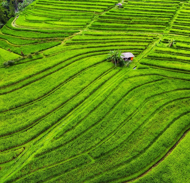 Aerial view of rice terraces Landscape from drone Agricultural landscape from the air Rice terraces in the summer UNESCO World Heritage Jatiluwih rise terrace Bali Indonesia Travel image