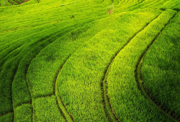 Aerial view of rice terraces Landscape with drone Agricultural landscape from the air Rice terraces in the summer Travel and vacation image