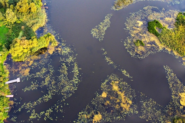 Aerial view of the river with green algae on water surface and a pier on shore, summer landscape