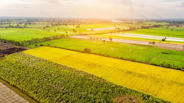 Aerial view row of soil with rice field before harvest and sprout plants concept agricultural plants for background