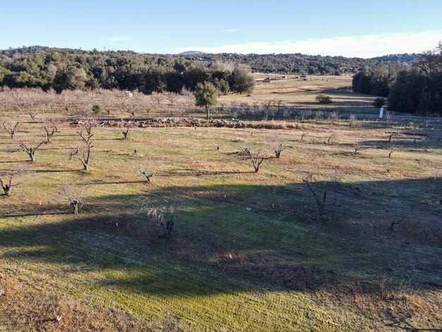 Aerial view of rows of apple trees in an orchard during winter season. Apple fruit tree plantation.