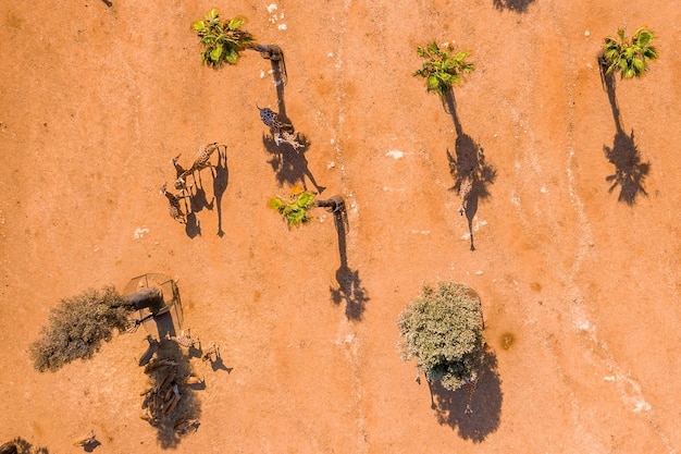 Aerial view of the safari park with giraffe feeding by the palm trees.