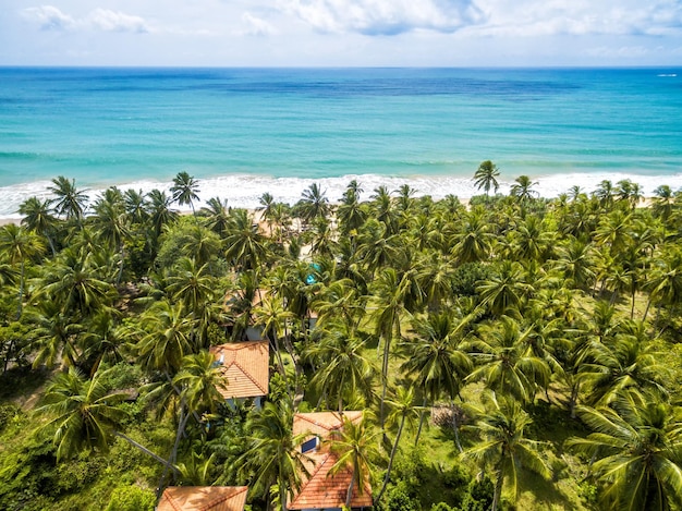 Aerial view of the scenic beach with palms in Sri Lanka