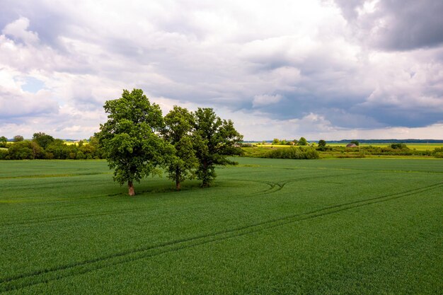 Aerial view on several large trees in the middle of a striped agricultural field