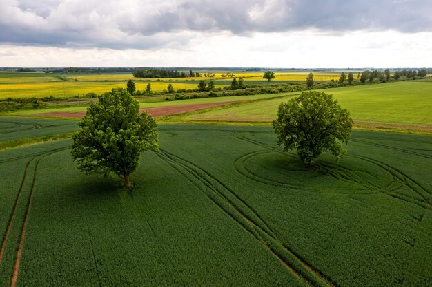 Aerial view on several large trees in the middle of a striped agricultural field