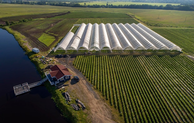 An aerial view shows greenhouses for growing strawberries from above Country farming