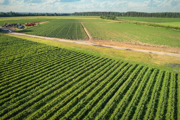 An aerial view shows growing strawberries and potatoes from above Country farming