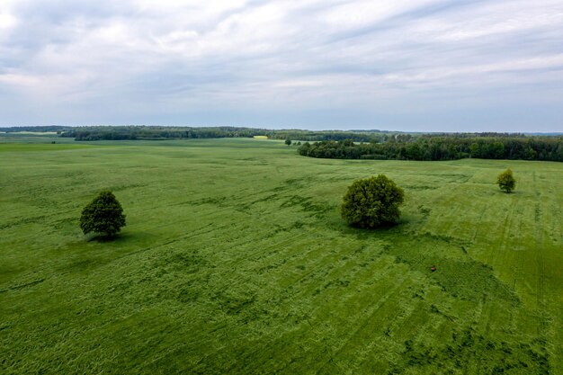 Aerial view of single tree in agricultural field a lone tree in a green field