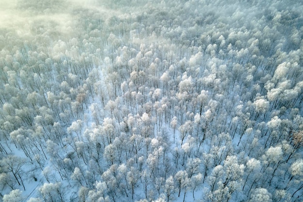 Aerial view of snow covered white forest with frozen trees in cold winter Dense wild woodland in wintertime