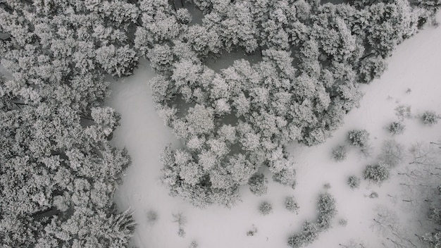 aerial view of the snowy forest