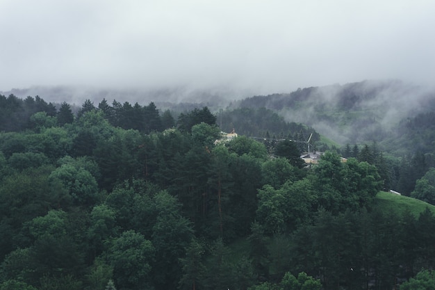 Aerial view of summer green trees in forest in mountains. Forest Tree Woods.