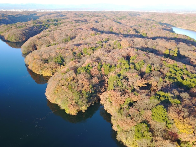 Photo aerial view of tree by sea