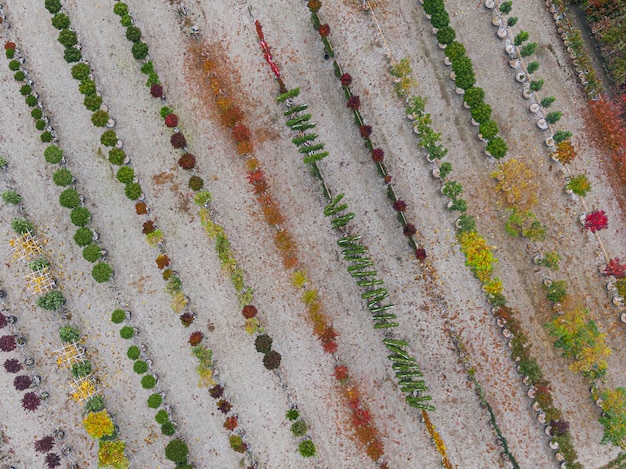 Aerial view of a tree nursery with yellow red and red green plants arranged in a row during autumn Plants in autumn colours Alsace France Europe