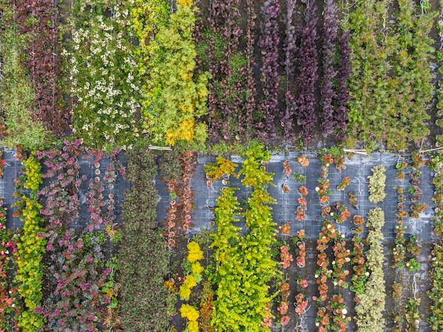 Aerial view of a tree nursery with yellow red and red green plants arranged in a row during autumn Plants in autumn colours Alsace France Europe