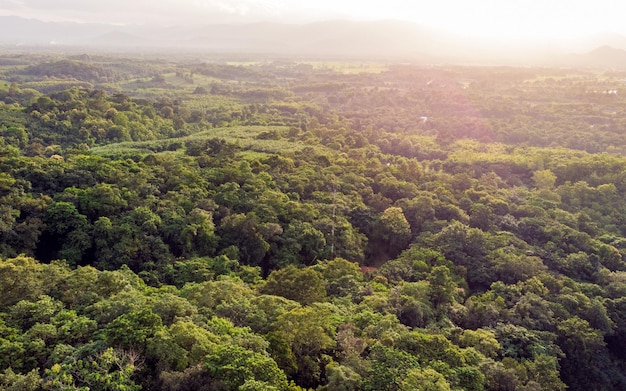 Aerial view tropical rainforest at sunset