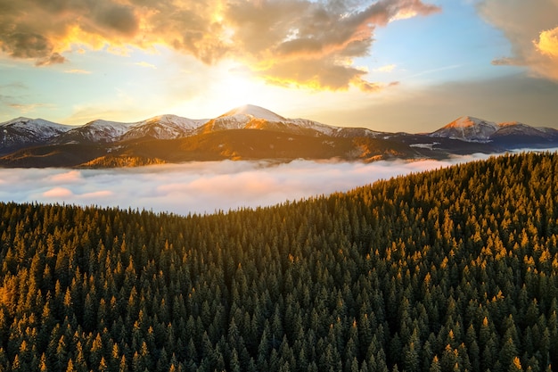 Aerial view of vibrant sunrise over mountain hills covered with evergreen spruce forest in autumn.