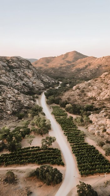 Photo aerial view of a winding road through a vineyard in a mountainous landscape