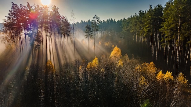 Aerial view of yellowgreen autumn trees in the misty autumn forest with sunrise rays shining