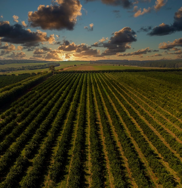 Aerial views over top of rows of orange trees in plantation in sunset.