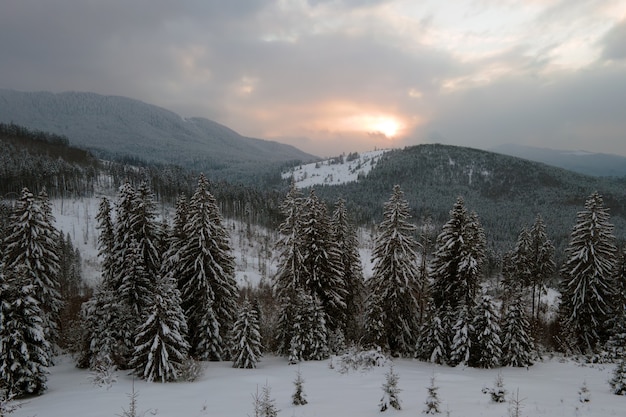 Aerial winter landscape with spruse trees of snow covered forest in cold mountains in the evening.