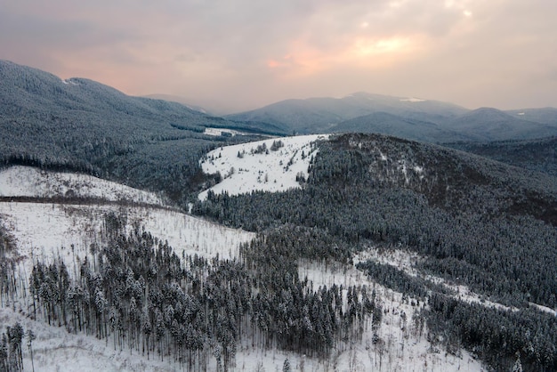 Aerial winter landscape with spruse trees of snow covered forest in cold mountains in the evening.