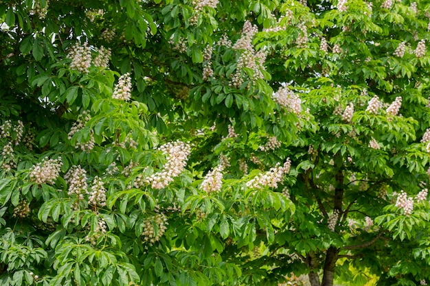 Aesculus hippocastanumblossom of horse chestnut or conker tree springtime