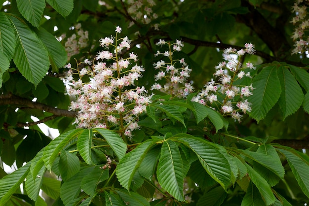 Aesculus hippocastanumblossom of horse chestnut or conker tree springtime