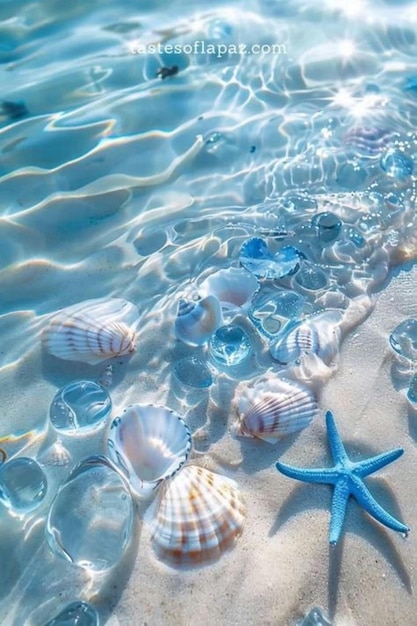 Aesthetic Sea shells image