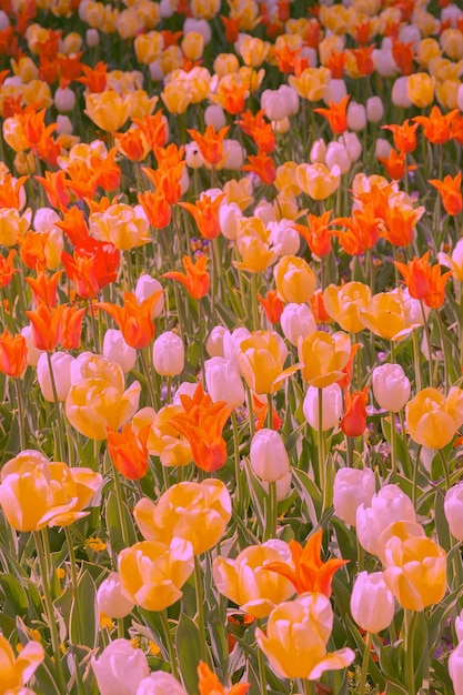 Aesthetics wallpaper tulip field bloom spring summer vibes