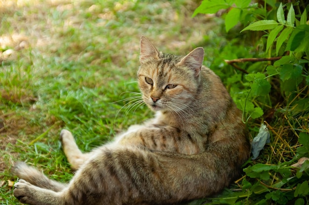 affectionate domestic cat with big eyes