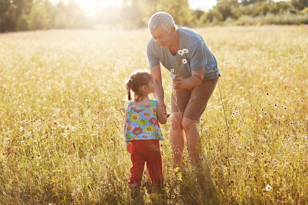 Affectionate grandfather spends free time with his small granddaughter, stroll together on green field, pick up camomiles, have good relationship. Children and elderly people. Generation concept