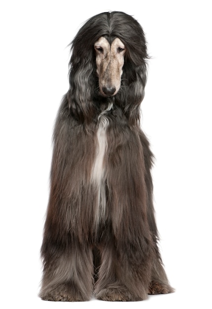 Afghan hound, 7 years old, in front of white wall